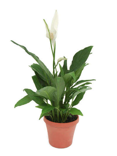 Peace Lily